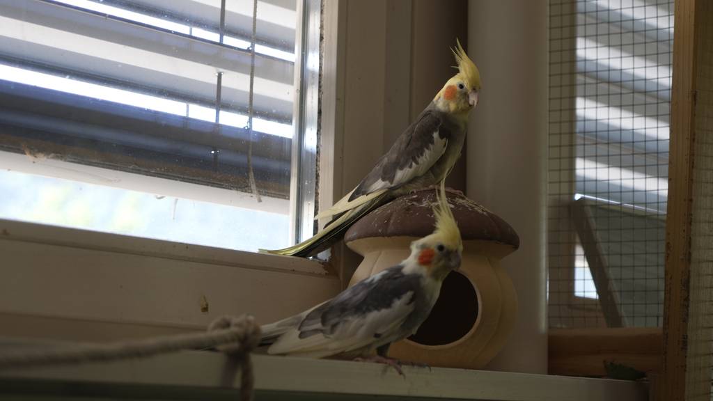 Sky, Halunke & Sir Zwitscherlot