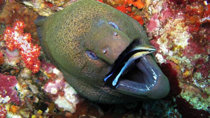 Das Korallensterben setzt Putzerfischen zu