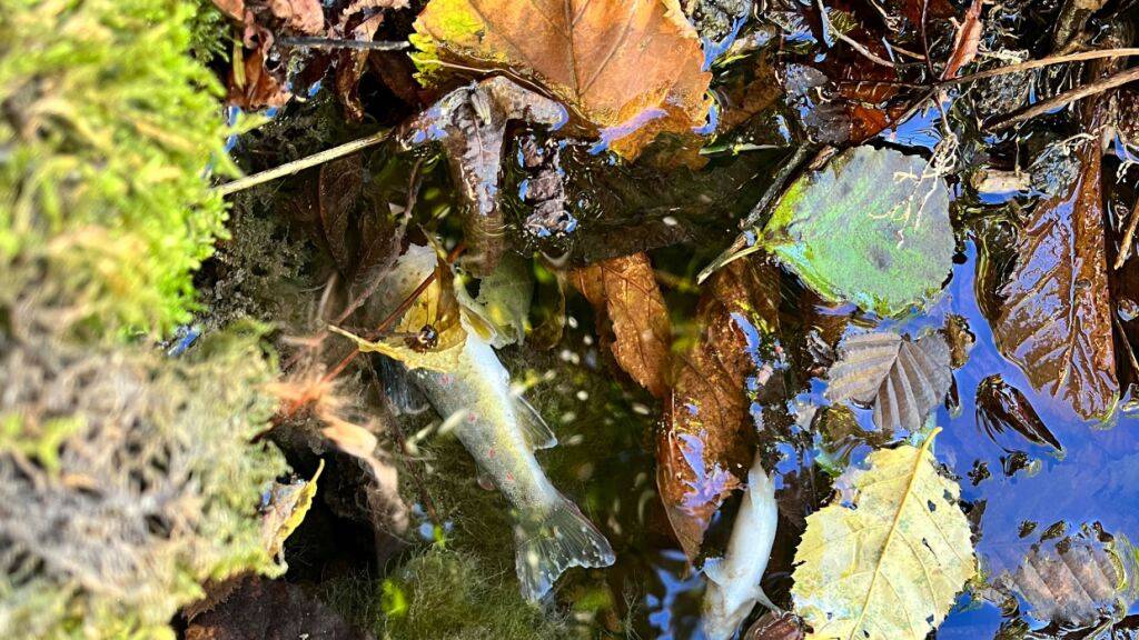 Eine Passantin entdeckte tote Fische im Bach.