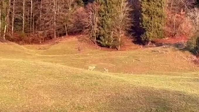 Zugebissen: Wolf greift Schafsbock in Balm bei Günsberg an