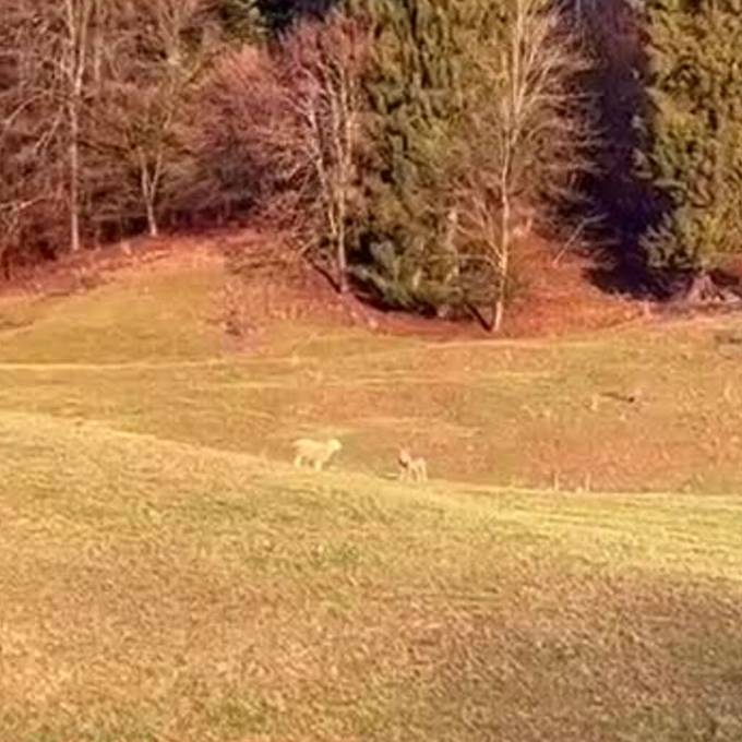 Zugebissen: Wolf greift Schafsbock in Balm bei Günsberg an