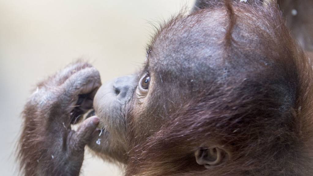 Junge Orang-Utans lernen komplexe Verhaltensweisen, indem sie ihre Mütter genau beobachten. (Archivbild)