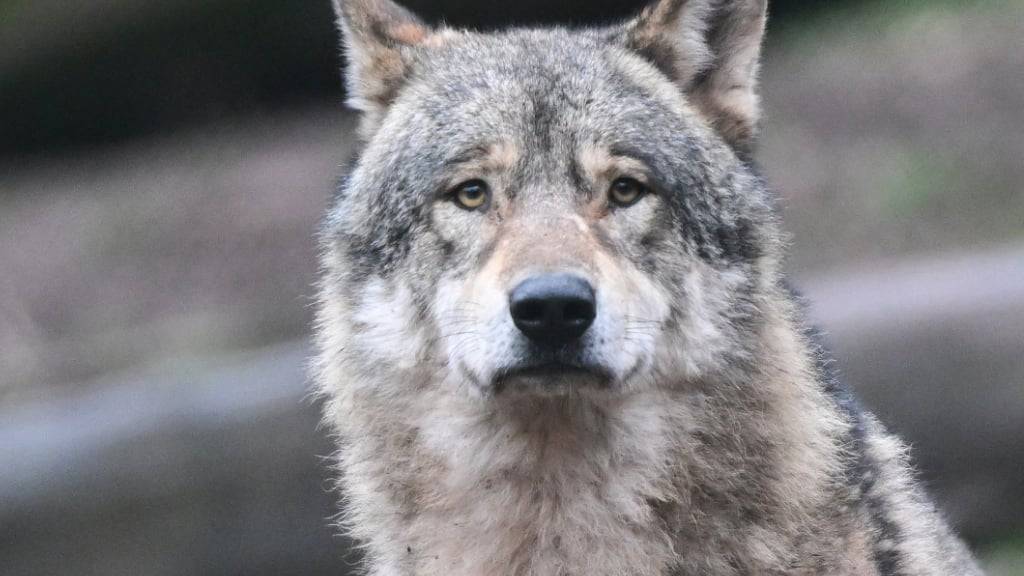 Der Nationalrat fordert mit dem Ja zu zwei Motionen mehr Schutz vor Wölfen. (Themenbild)