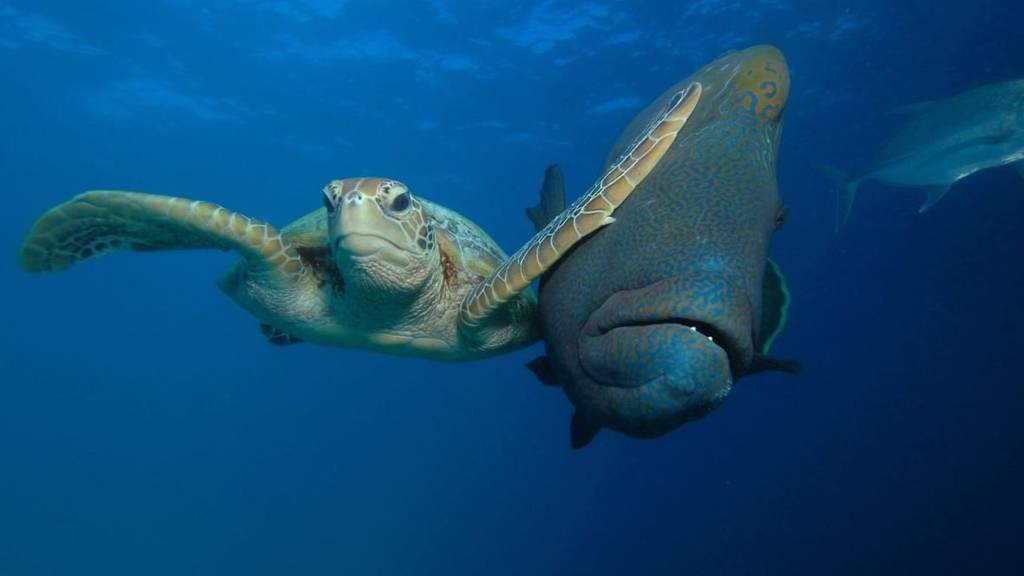 Dieses Foto einer Schildkröte und eines Fisches wurde von George Cathcart, CWPA, Barcroft Images letztes Jahr eingereicht.