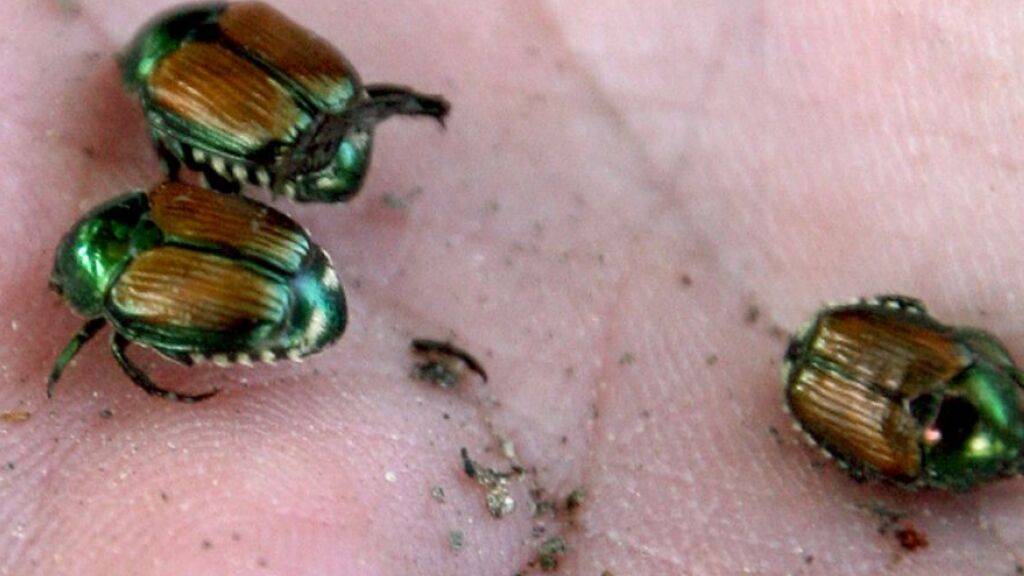 Die bisherigen Massnahmen gegen den Japankäfer in Kloten haben nicht gereicht. Der Käferflug hat begonnen. (Archivbild)