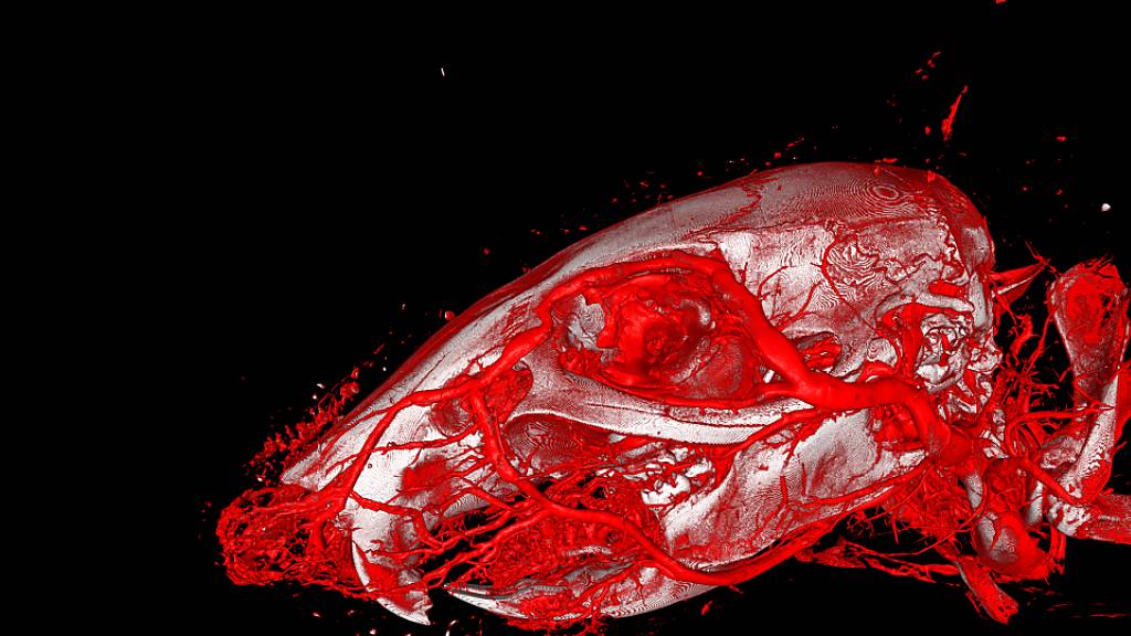 Dreidimensionale Darstellung der Blutgefässe eines Mäusekopfes mit Hilfe von Röntgencomputertomografie und des neu entwickelten Kontrastmittels XlinCA.