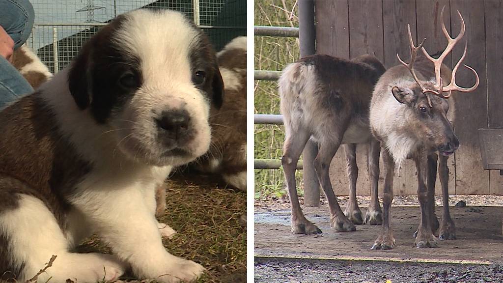 Welpen in der Fondation Barry / Zootiere im Winter