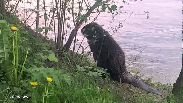 Freiwillige zählen Biber in Zürich