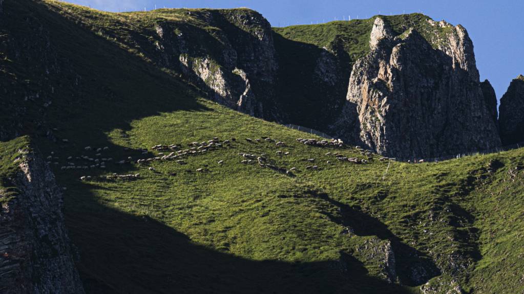 Schafe weiden auf der Alp Halde in den Flumserbergen. (Archivbild)