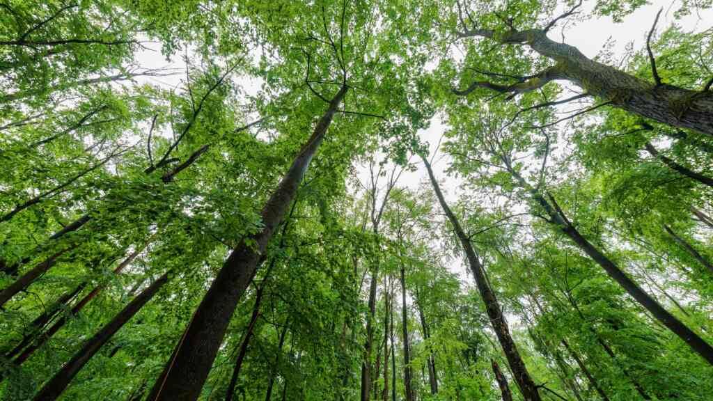 Experten: EU muss mehr für Klimaanpassung tun