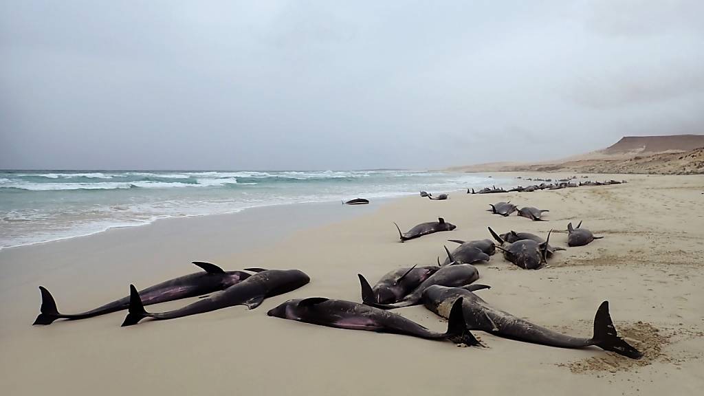 An der französischen Westküste sind 17 Delfine gestrandet. Hilfskräfte konnten 14 Tiere wieder ins Meer zurücklotsen. Drei Delfine verendeten. (Symbolbild)