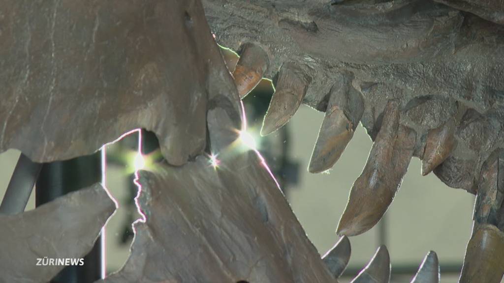 Skelett von T-Rex kommt in Zürich unter den Hammer