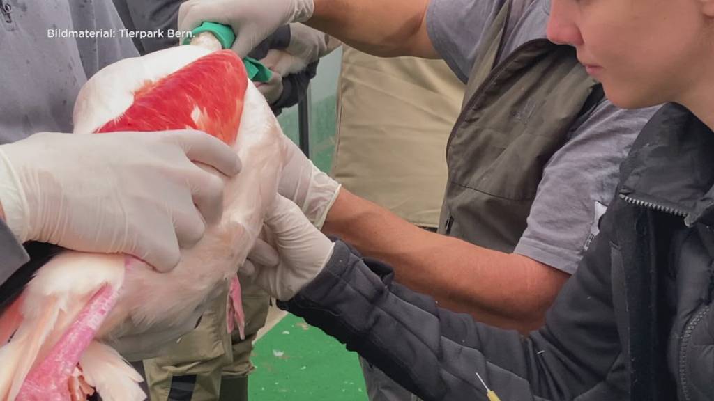 Tierpark Bern impft Tiere gegen Vogelgrippe