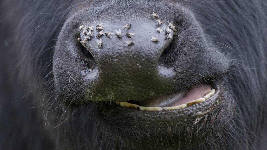 Ob Insekt oder Säugetier: Der Rhythmus der Sprache der Tiere ist laut einer neuen Studie überraschend ähnlich. (Symbolbild)