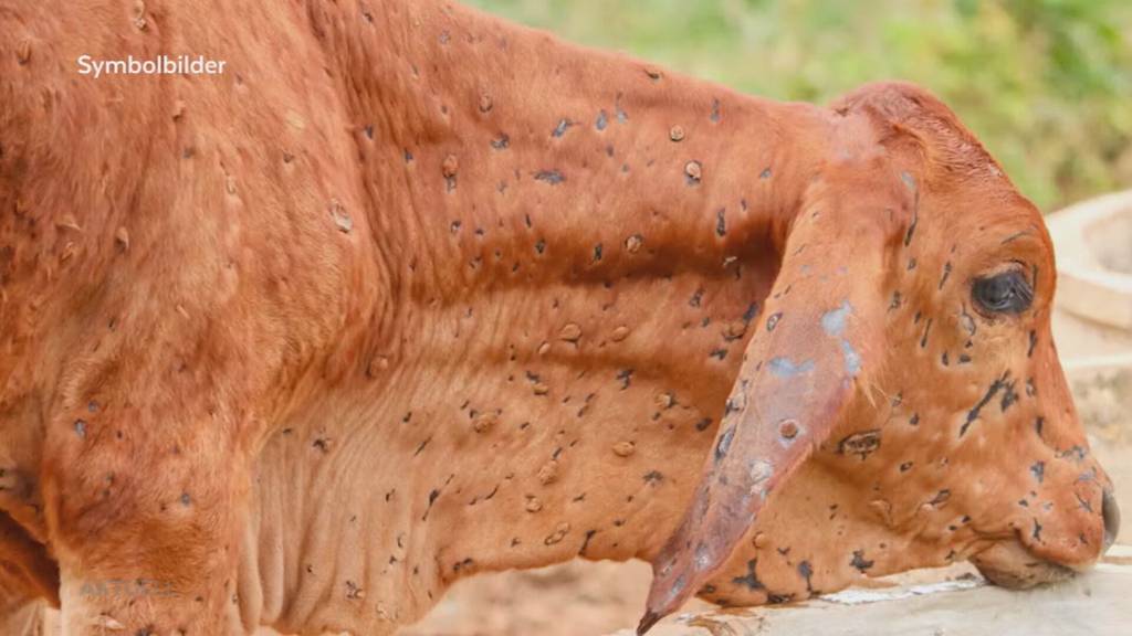Bessere Entschädigung: Geld für Halter auch für Teilausfälle bei grassierenden Tierseuchen