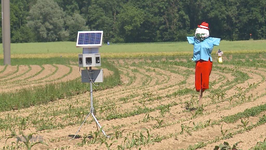 «Vogelscheuche» verjagt auch Nachbarn