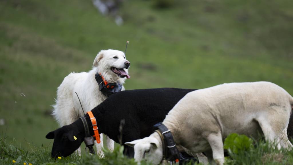 Der Einsatz von Herdenschutzhunden gehört zu den bekanntesten Massnahmen im Herdenschutz. Eine Aufgabe, die in der Zentralschweiz und im Aargau neu koordiniert wird. (Archivbild)