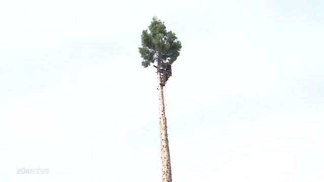 Mammutbaum in Baden gefällt