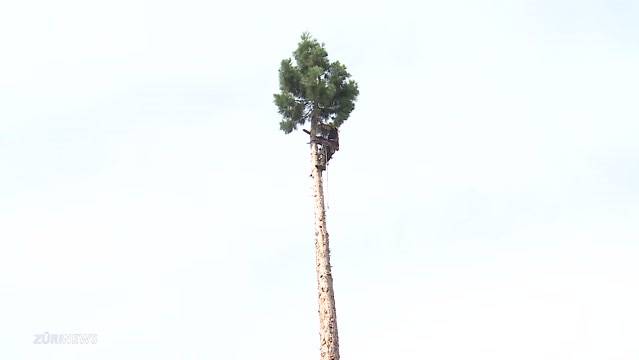 Mammutbaum in Baden gefällt