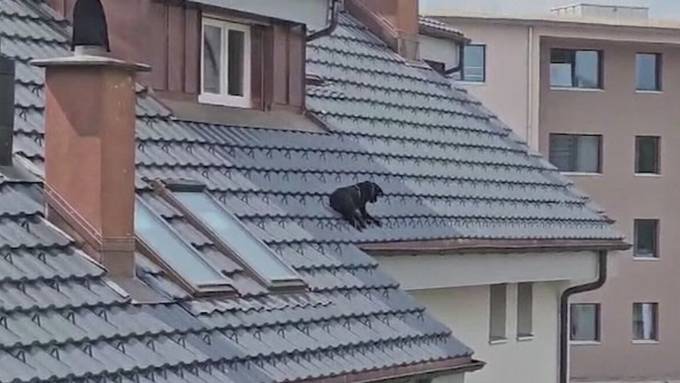 Junge Labrador-Hündin verirrt sich in Seon aufs Dach