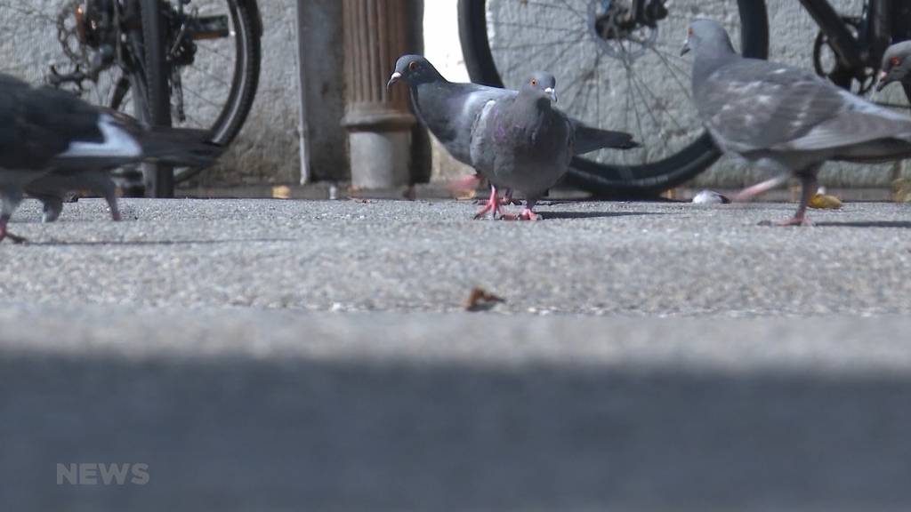 Alle Vögel in einer Reihe: Taubenzählung in Bern