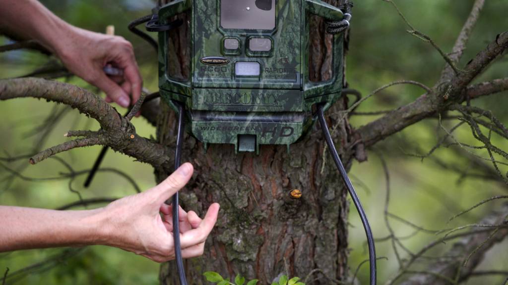 In Hütten ZH ist am Sonntagmorgen ein Wolf in die Fotofalle getappt. (Archivbild)