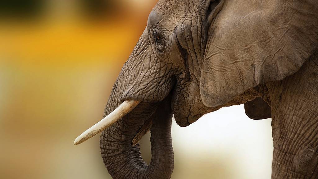 Randalierende Elefanten und Affen: Warum sich Tiere immer öfters mit dem Menschen anlegen