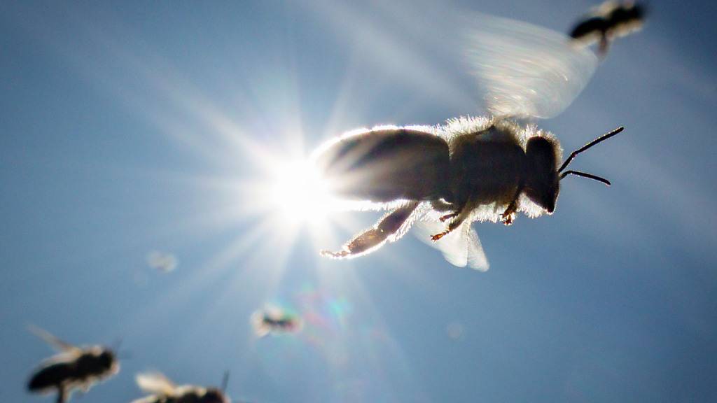 Bienen mit Nektar und Pollen auf dem Rückflug in ihren Stock. (Archivbild)