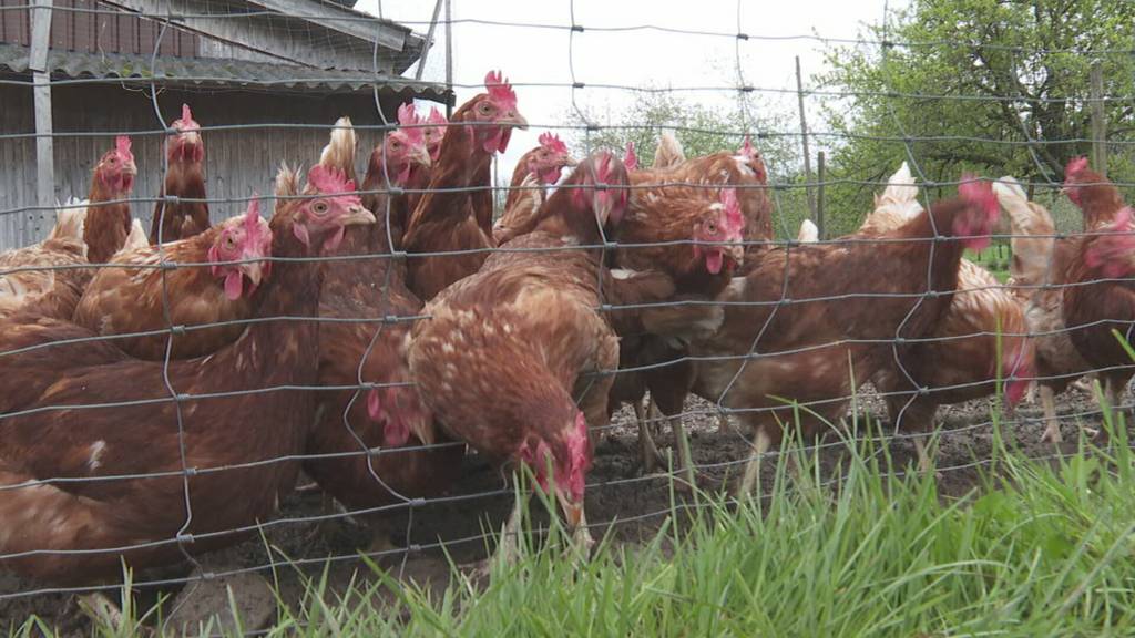 Nach Vogelgrippe: So geniessen Ostschweizer Hühner die frische Luft