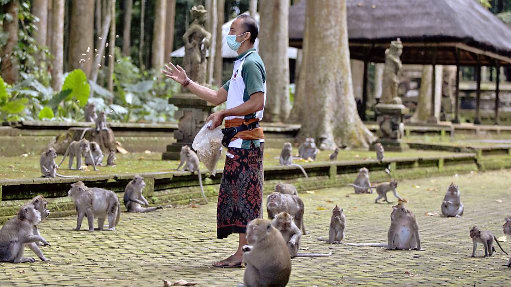 Made Mohon, Park-Manager des Sangeh Monkey Forest, füttert Makaken mit gespendeten Erdnüssen in der Touristenattraktion in Sangeh, Bali. Wegen Corona bleiben auf Bali die Touristen aus und damit das Fressen für Hunderte Affen. Immer häufiger würden hungrige Makaken deshalb Häuser überfallen. Foto: Firdia Lisnawati/AP/dpa
