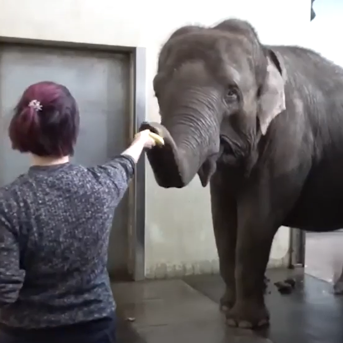 Berliner Elefanten-Dame kann Bananen schälen
