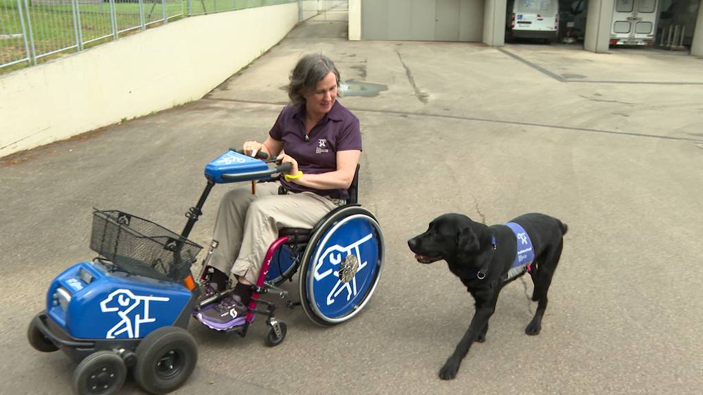 Assistenzhund 