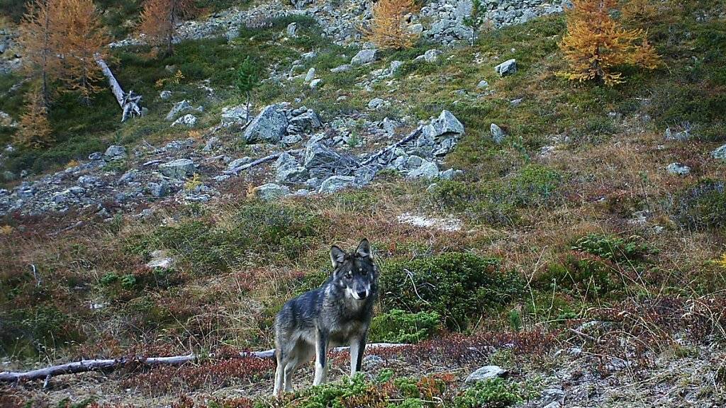 Paarungen zwischen Wolf und Hund mit Nachwuchs scheinen in den Schweizer Alpen kaum vorzukommen. Unter den drei bekannten Wolfsrudeln gibt es einer Studie zufolge keine Mischlinge. (Archivbild)