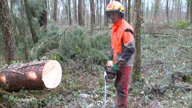 Burglind-Albtraum für Förster