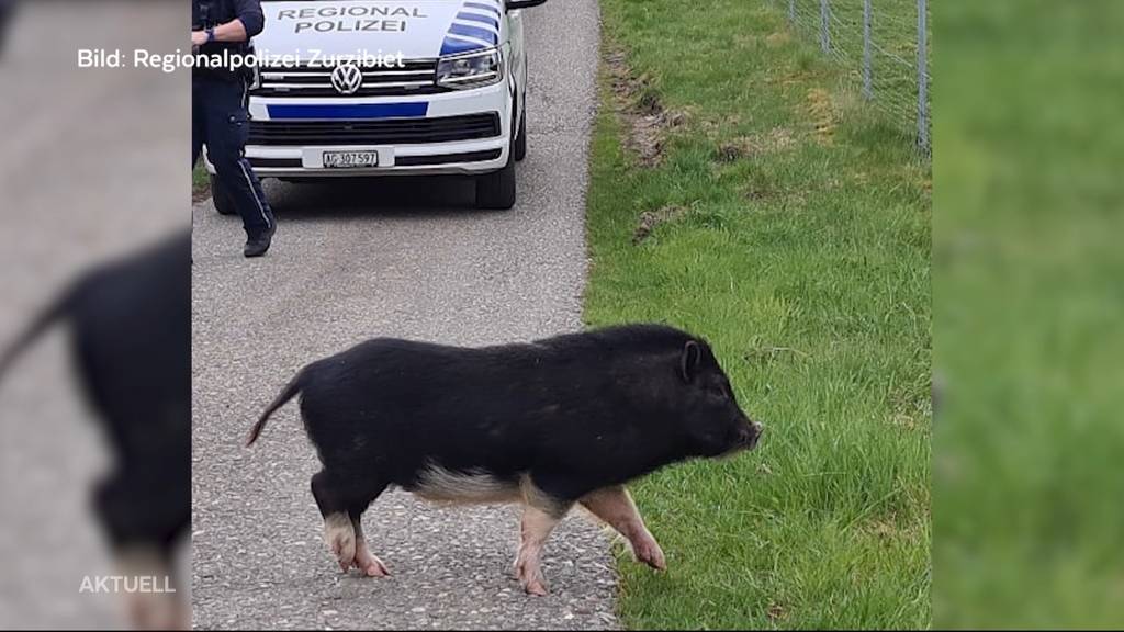 «Schwein gehabt»: Happy End für Minischwein