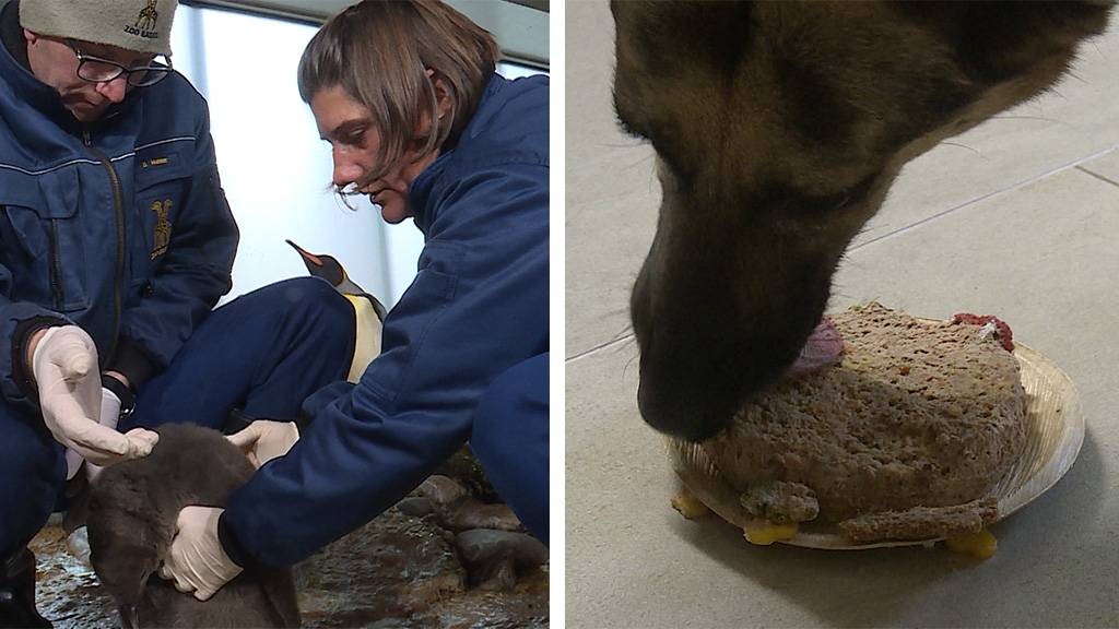 Zootieraerztin / Hundetorten