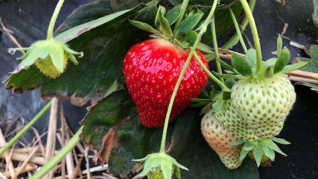  Die Aargauer Erdbeeren-Saison ist eröffnet