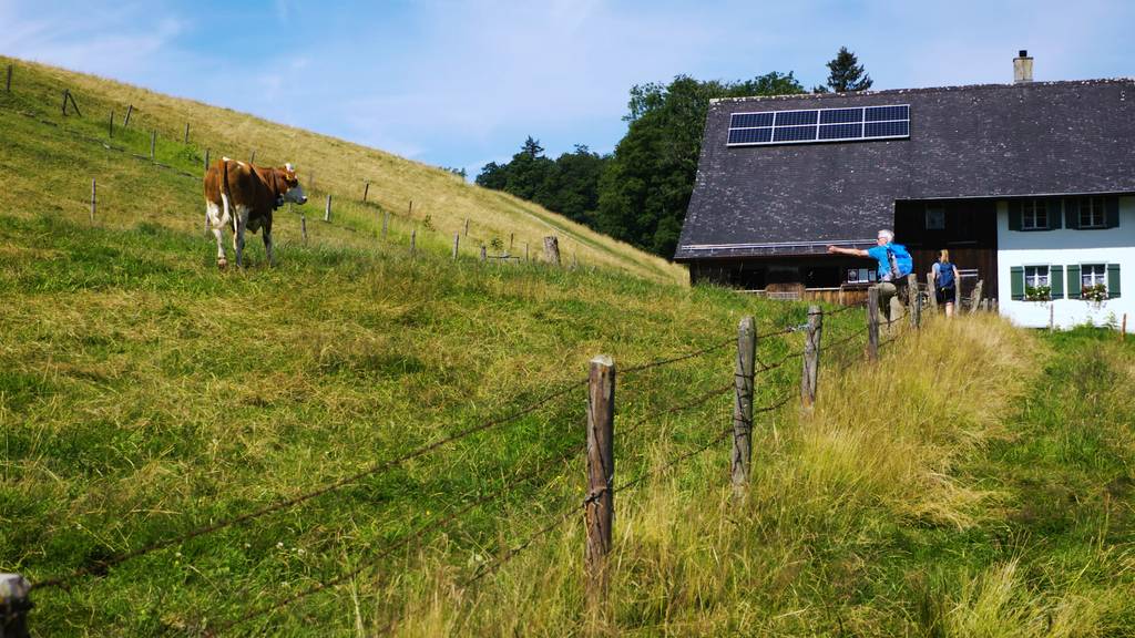 Kuh-Attacke, Schlangenbrot und ein märchenhaftes Tobel: Wanderful im Zürcher Oberland