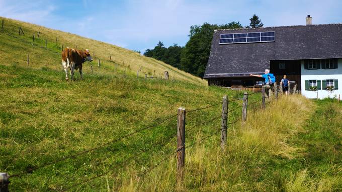 Kuh-Attacke, Schlangenbrot und ein märchenhaftes Tobel: Wanderful im Zürcher Oberland