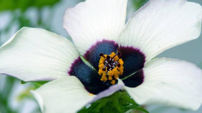 Blauer Blütenschimmer lockt Bienen an