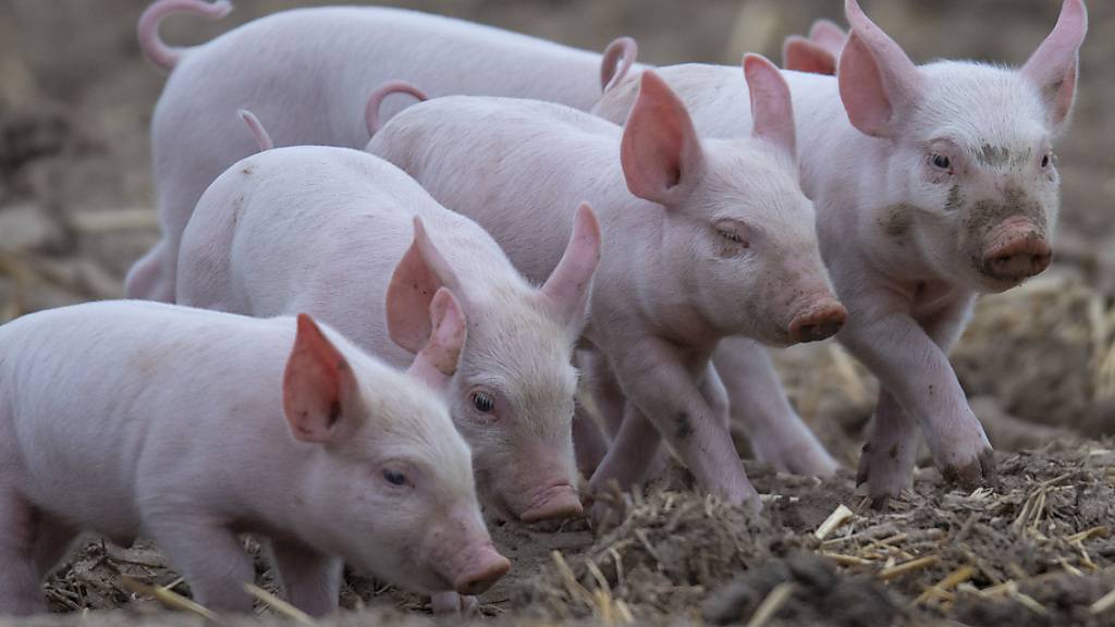 Totes Ferkel landet mit Mist auf Acker – Schweinezüchter verurteilt