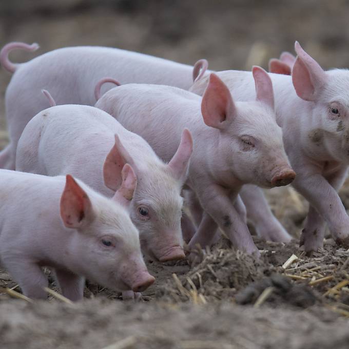 Zu viele Tiere: Schweine wurden in der Schweiz zu Tierfutter verarbeitet