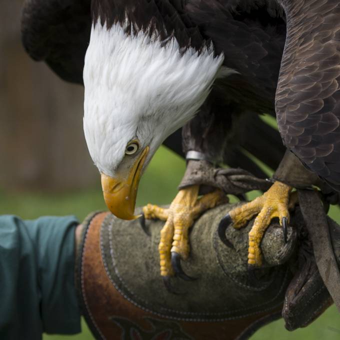 Greifvogelpark erreicht Spendenziel mit 45'000 Franken