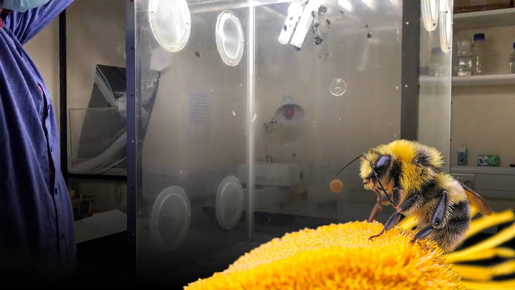 Licht aus – und Bienen fallen zu Boden
