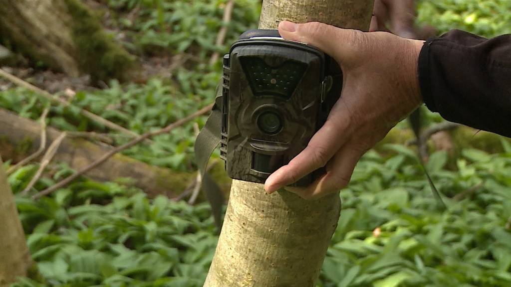 Diebe stehlen teure Fotofallen auf der Wasserflue