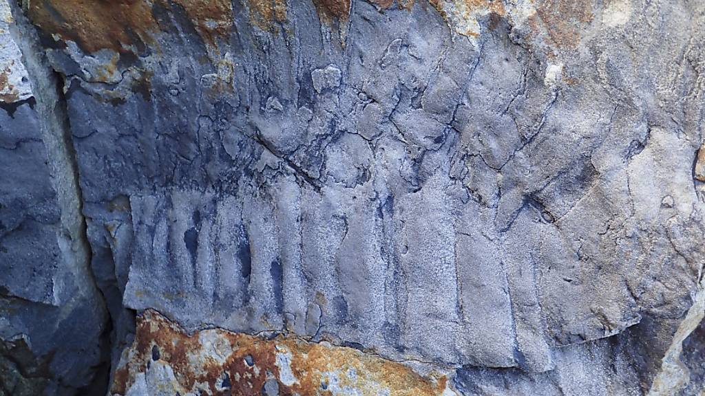 Das Fossil eines gigantischen Tausendfüsslers fanden die Forschenden in einem Sandsteinblock.