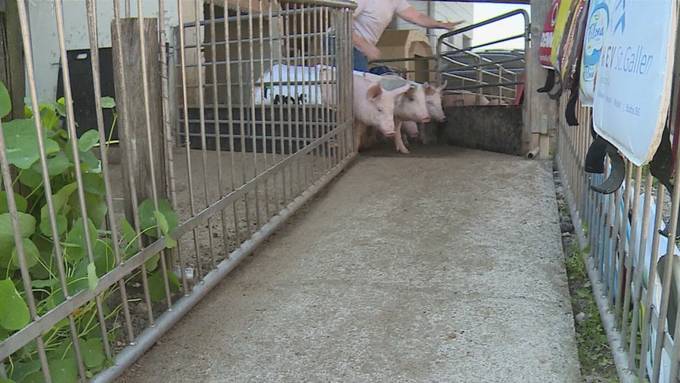 Vorschau Tierisch