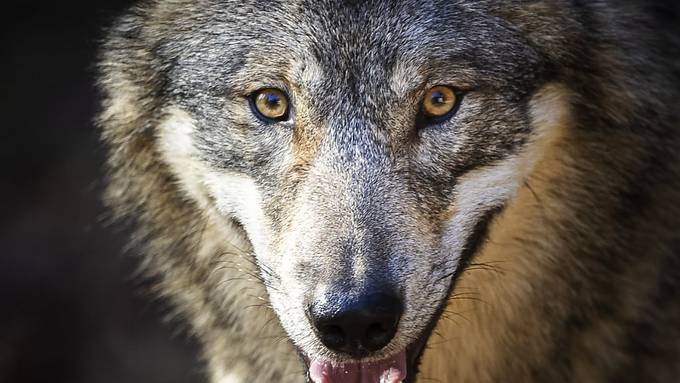 9 Tote Schafe in Ursern: Uri gibt Wolf zum Abschuss frei