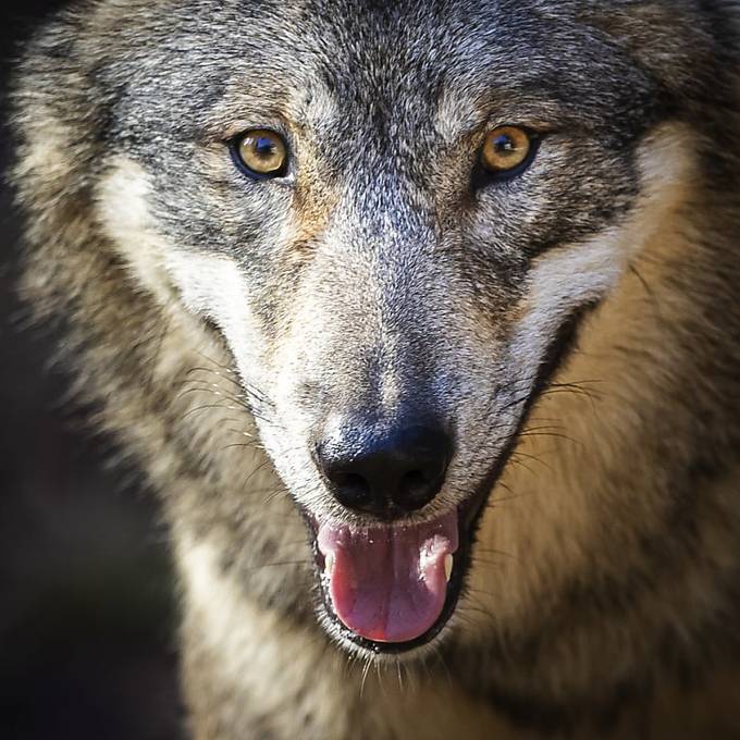 9 Tote Schafe in Ursern: Uri gibt Wolf zum Abschuss frei