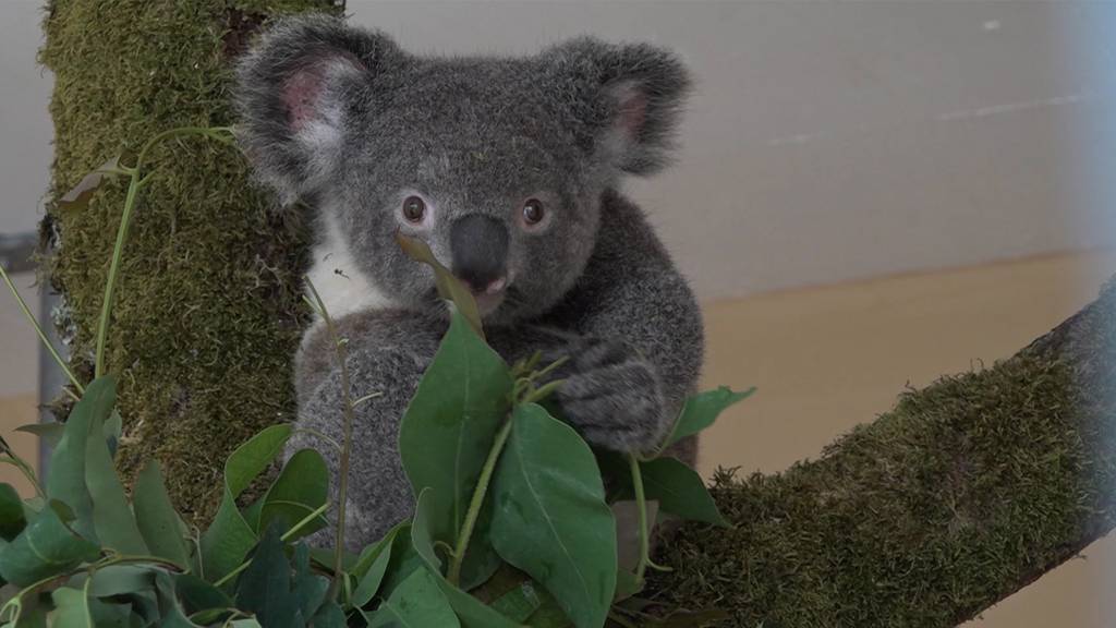 Koala-Weibchen Zoo Zürich